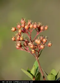 兰博电竞平台-Ming在篮网比赛中大胜穆古鲁扎连续十二场比赛得分超过晋级之后，转会期拉齐奥调整名单以备德国杯的简单介绍